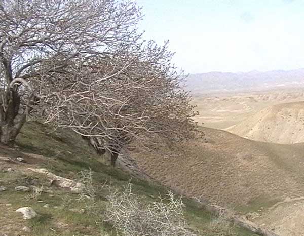 جنگل پسته