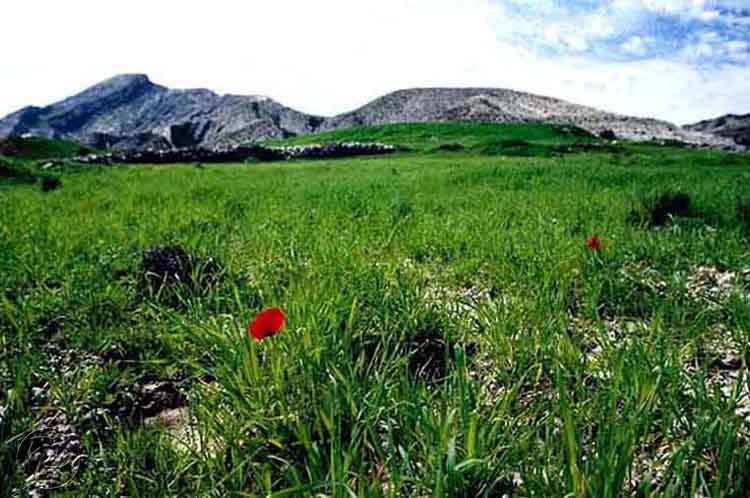 شکارگاه کوه سیاه  واقع در شهر برازجان ( دشتستان)